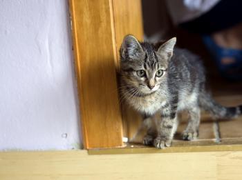 Felix Bild von Felix