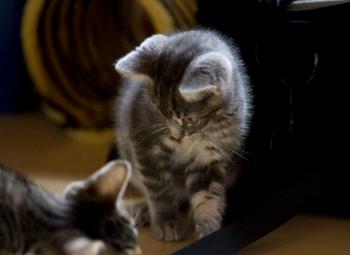 Bambam Bild von Bambam