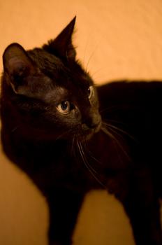 Bild von Batman