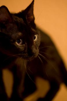 Bild von Batman