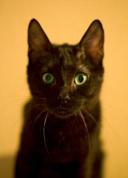 Bild von Batman