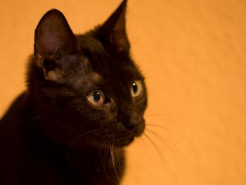 Bild von Batman