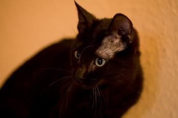 Bild von Batman