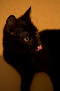 Bild von Batman
