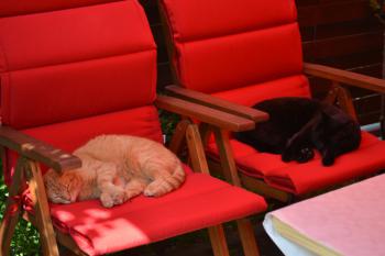 Nera Corleone Bild von Nera Corleone