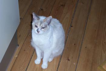 Dalila Bild von Dalila