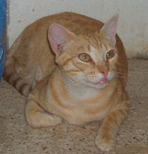Sugar Bild von Sugar