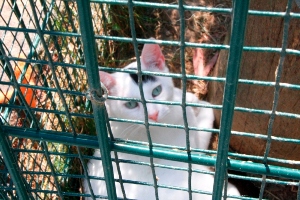 Suiss Bild von Suiss