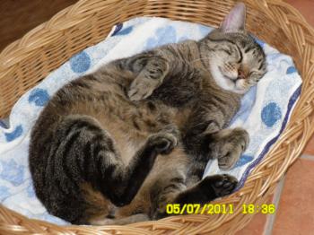 Cutie Pie Bild von Cutie Pie
