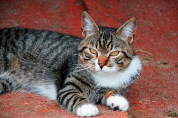 Manolo Bild von Manolo