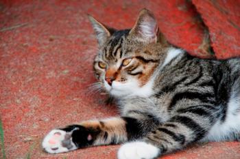 Manolo Bild von Manolo