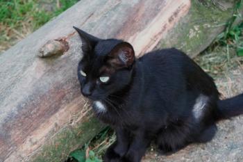 Buttercup Bild von Buttercup