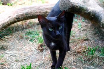 Buttercup Bild von Buttercup