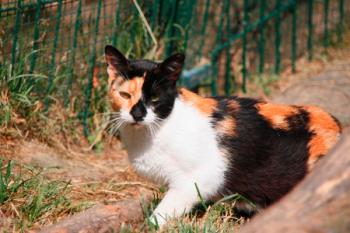 Bild von Arlequina