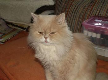 Tayeba Bild von Tayeba