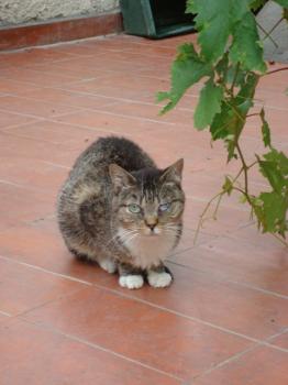 Bild von Pirata
