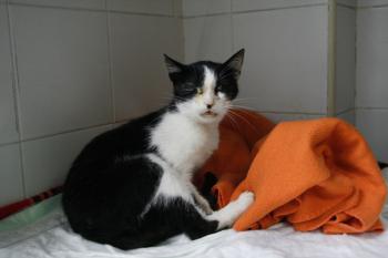 Bild von Venus