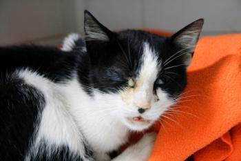 Bild von Venus