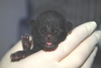 Bild von Lackfellchen