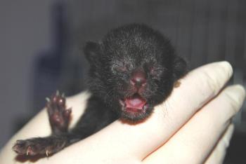 Bild von Lackfellchen