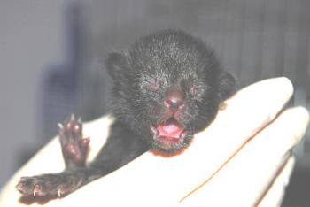 Bild von Lackfellchen