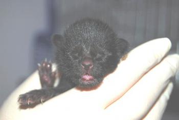 Bild von Lackfellchen