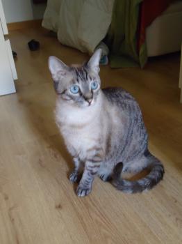 Pixie Dixie Bild von Dixie