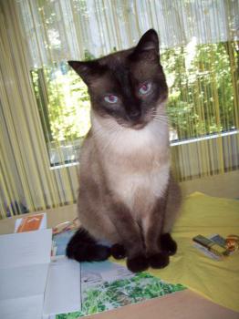 Pancho Bild von Pancho