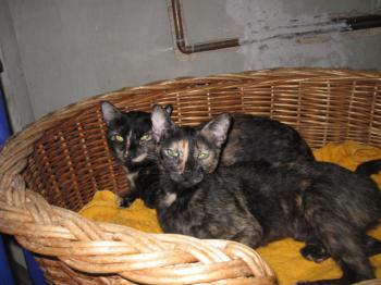 Bild von Greta
