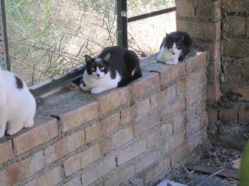 Snoopy Bild von Snoopy