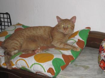 Henry Bild von Henry