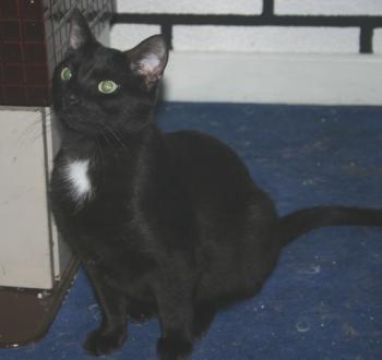 Blacky Bild von Blacky