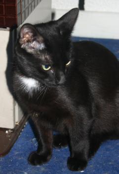Blacky Bild von Blacky