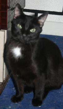 Blacky Bild von Blacky