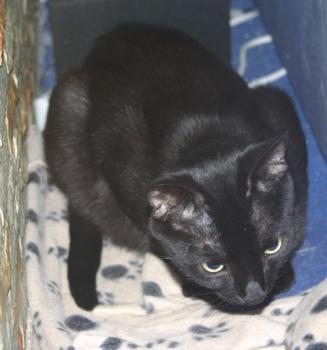 Blacky Bild von Blacky
