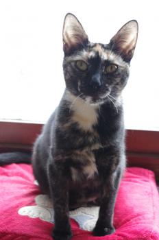 Tanis Bild von Tanis