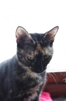 Tanis Bild von Tanis