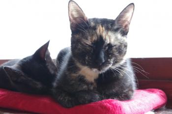 Tanis Bild von Tanis