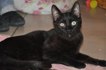 Bild von Batman