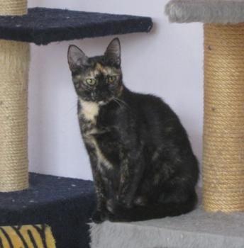 Tanis Bild von Tanis