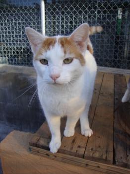 4681 Bild von 4681 - Milow
