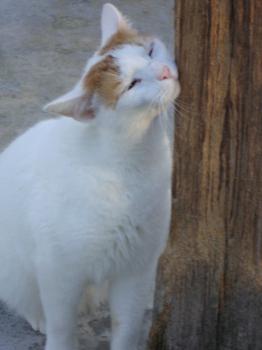 4681 Bild von 4681 - Milow
