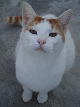 4681 Bild von 4681 - Milow