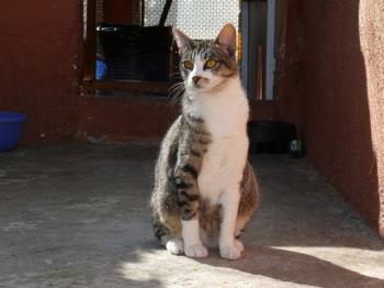 5312 Bild von Porti