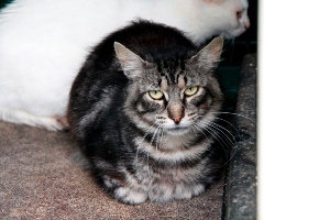 Bild von Sawyer