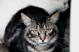 Bild von Sawyer