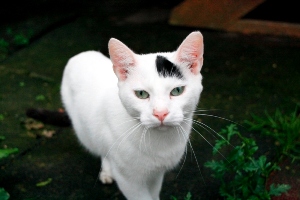 Suiss Bild von Suiss