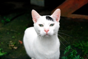 Suiss Bild von Suiss