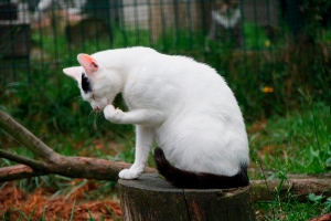 Suiss Bild von Suiss