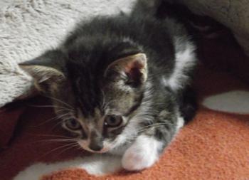 Bild von Nera